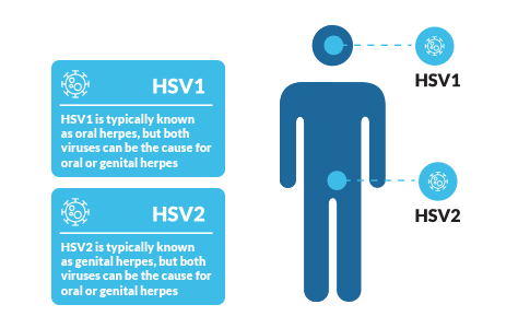 The differences between HSV1 and HSV2