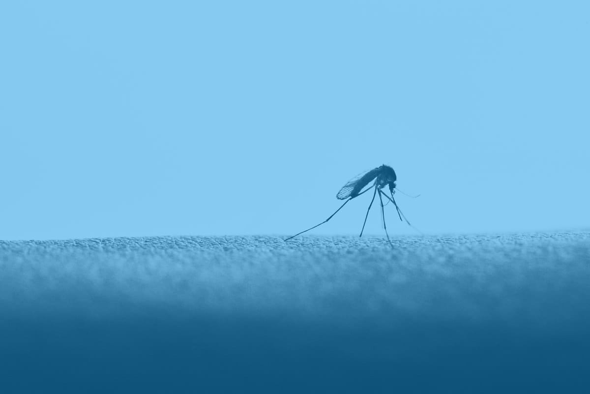 A mosquito sitting on human skin, colored with a blue overlay.