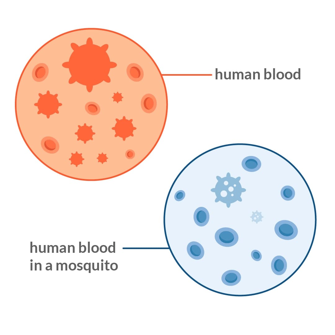 Can Mosquitoes Transmit HIV?